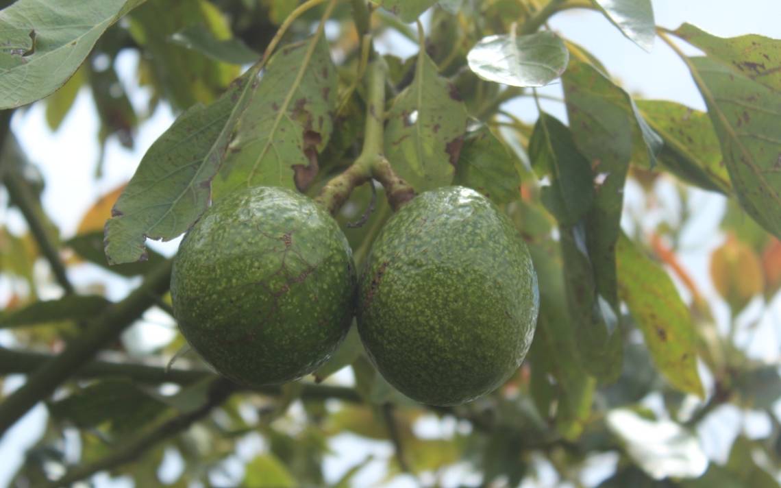 Aguacate Un Fruto Con Alto Potencial De Producción En Puebla El Sol De Puebla Noticias